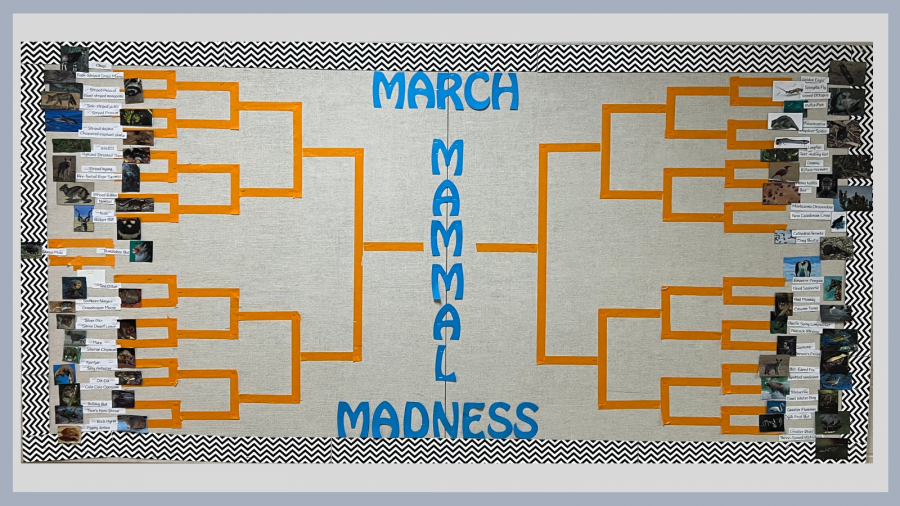 March mammal Madness bracket